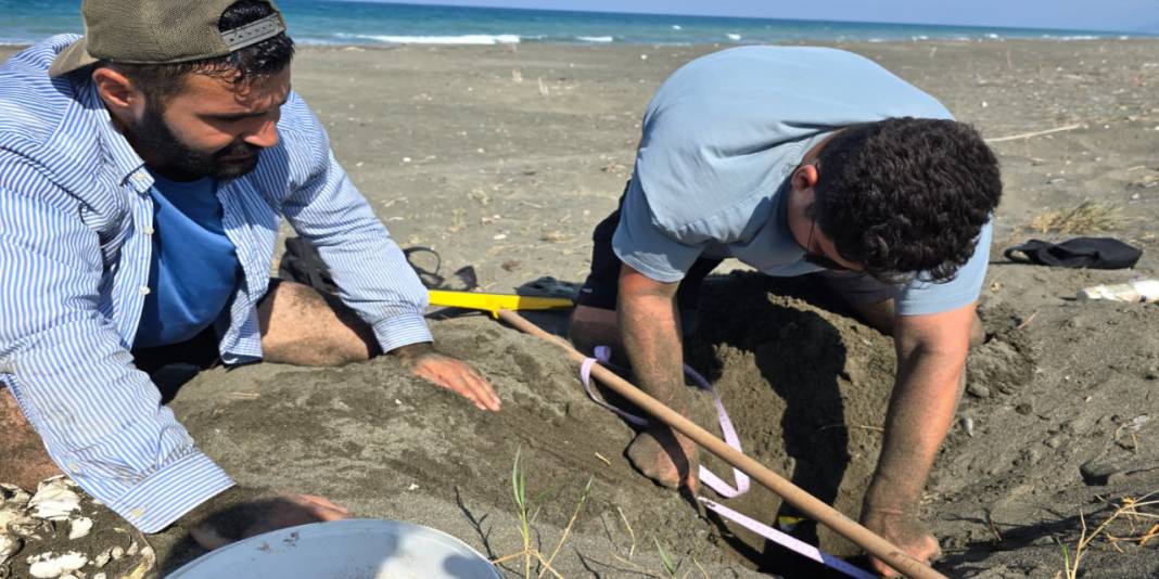 6 Şubat depremlerinde aksamıştı: Hatay'da yeşil kaplumbağalar yeniden koruma altında 5